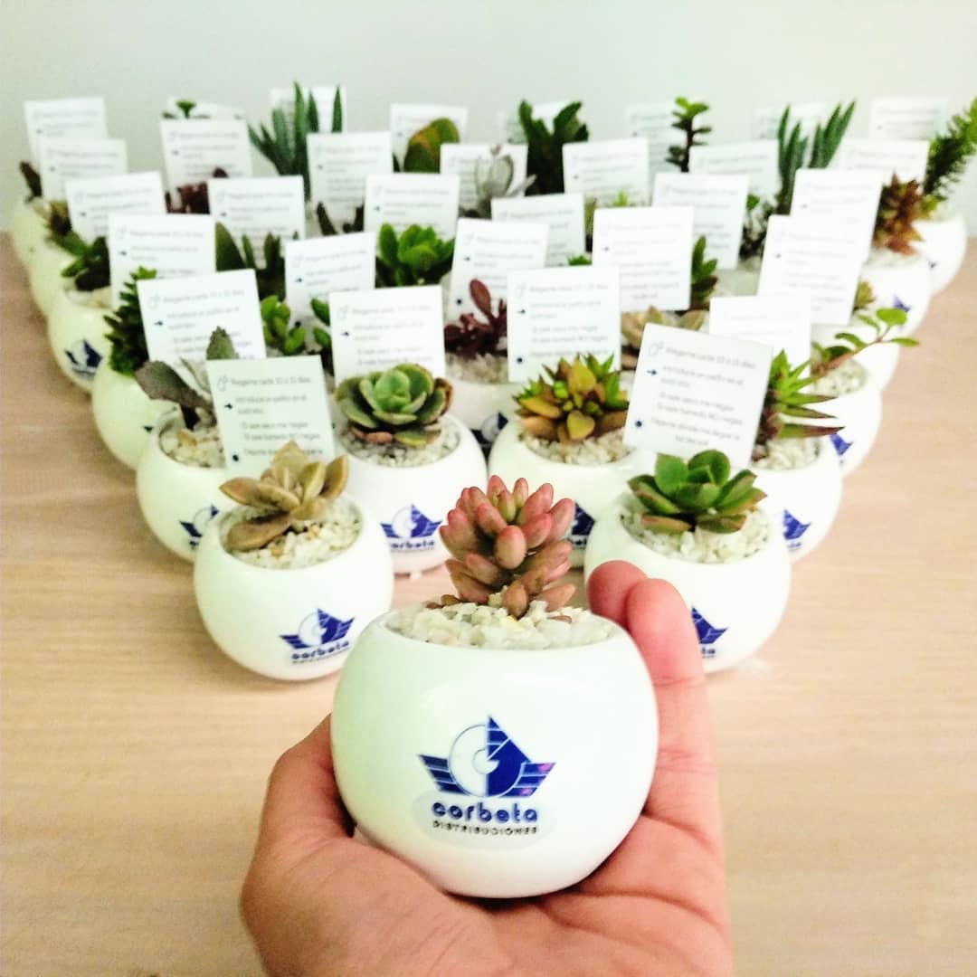 Recordatorio empresarial suculentas cerámica logotipo esfera 5x5cm Neea Flora
